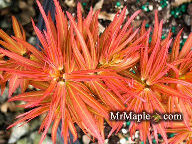 - Acer palmatum 'Mystic Mikawa' Miniature Japanese Maple - Mr Maple │ Buy Japanese Maple Trees