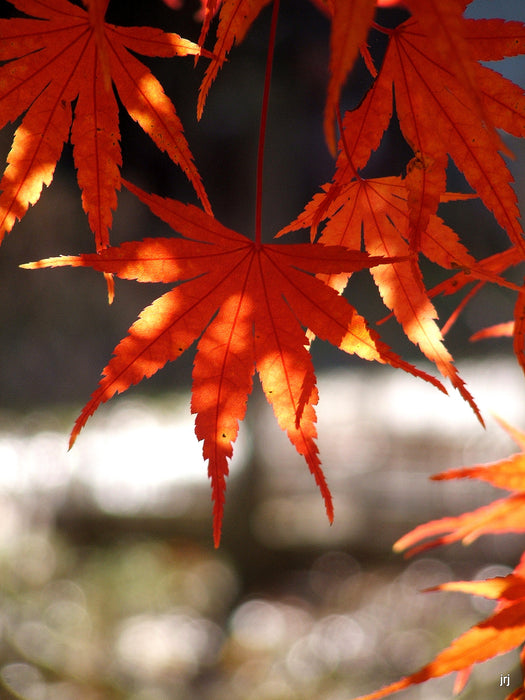 Acer palmatum 'Nishiki gawa' Pinebark Japanese Maple