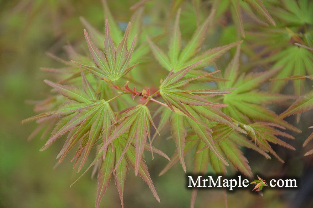 Acer palmatum 'Nishiki gawa' Pinebark Japanese Maple
