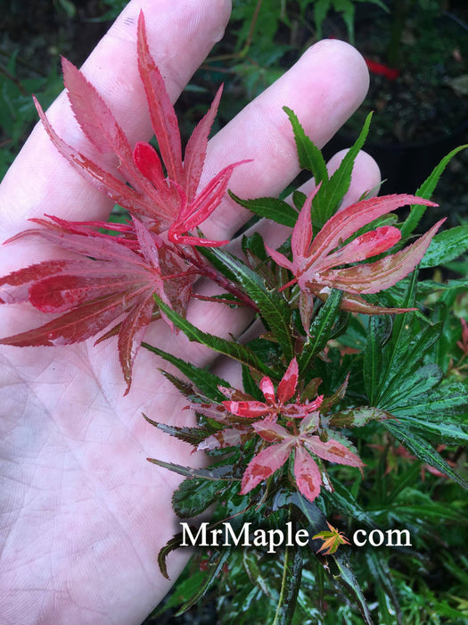 Acer palmatum 'Okken's Red Mini' Japanese Maple