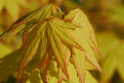- Acer palmatum 'Orange Dream' Japanese Maple - Mr Maple │ Buy Japanese Maple Trees