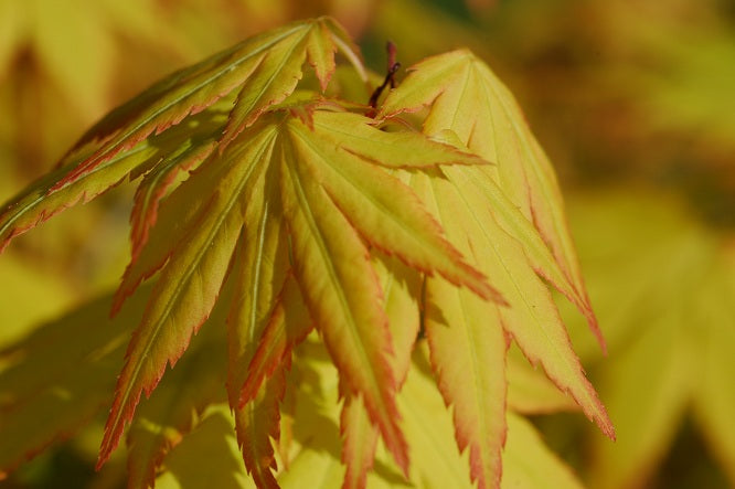 - Acer palmatum 'Orange Dream' Japanese Maple - Mr Maple │ Buy Japanese Maple Trees