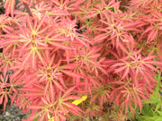 - Acer palmatum 'Orion' Dwarf Red Japanese Maple - Mr Maple │ Buy Japanese Maple Trees