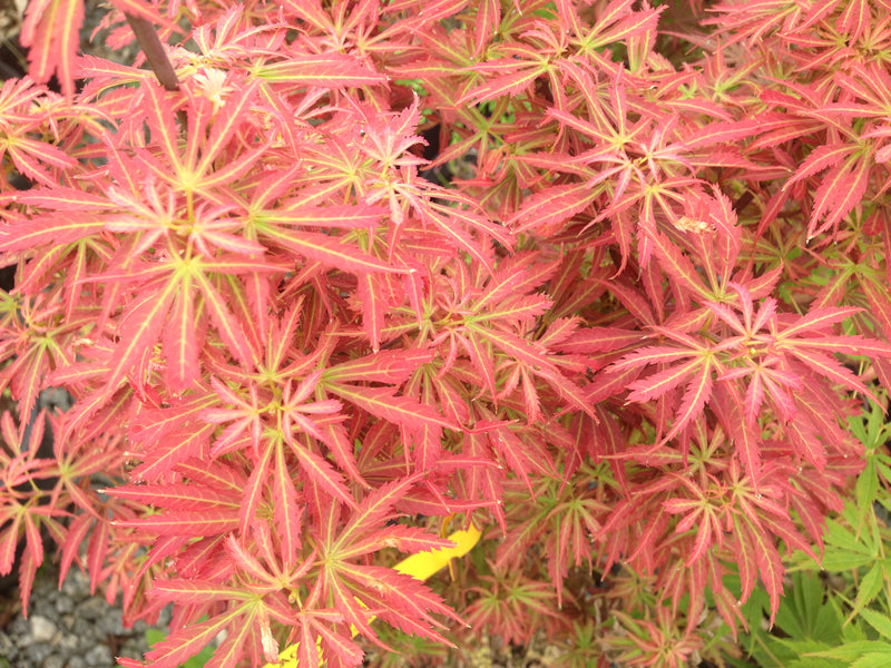 - Acer palmatum 'Orion' Dwarf Red Japanese Maple - Mr Maple │ Buy Japanese Maple Trees