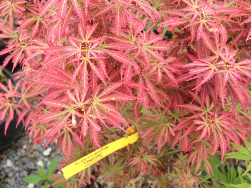 - Acer palmatum 'Orion' Dwarf Red Japanese Maple - Mr Maple │ Buy Japanese Maple Trees