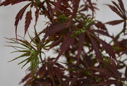 - Acer palmatum 'Orion' Dwarf Red Japanese Maple - Mr Maple │ Buy Japanese Maple Trees