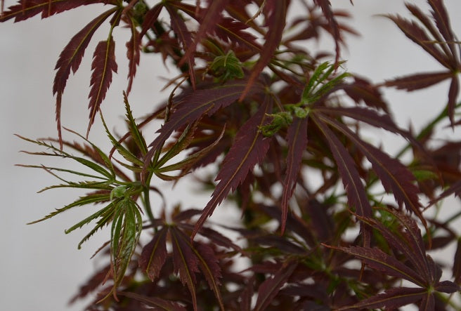 - Acer palmatum 'Orion' Dwarf Red Japanese Maple - Mr Maple │ Buy Japanese Maple Trees
