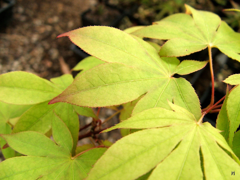 - Acer palmatum 'Osakazuki' Japanese Maple - Mr Maple │ Buy Japanese Maple Trees