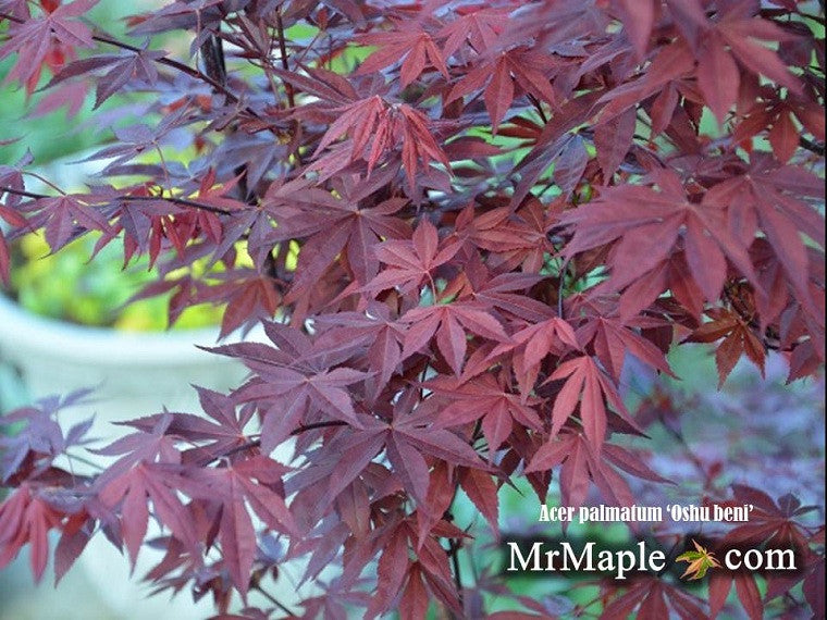 Acer palmatum 'Oshu beni' Japanese Maple