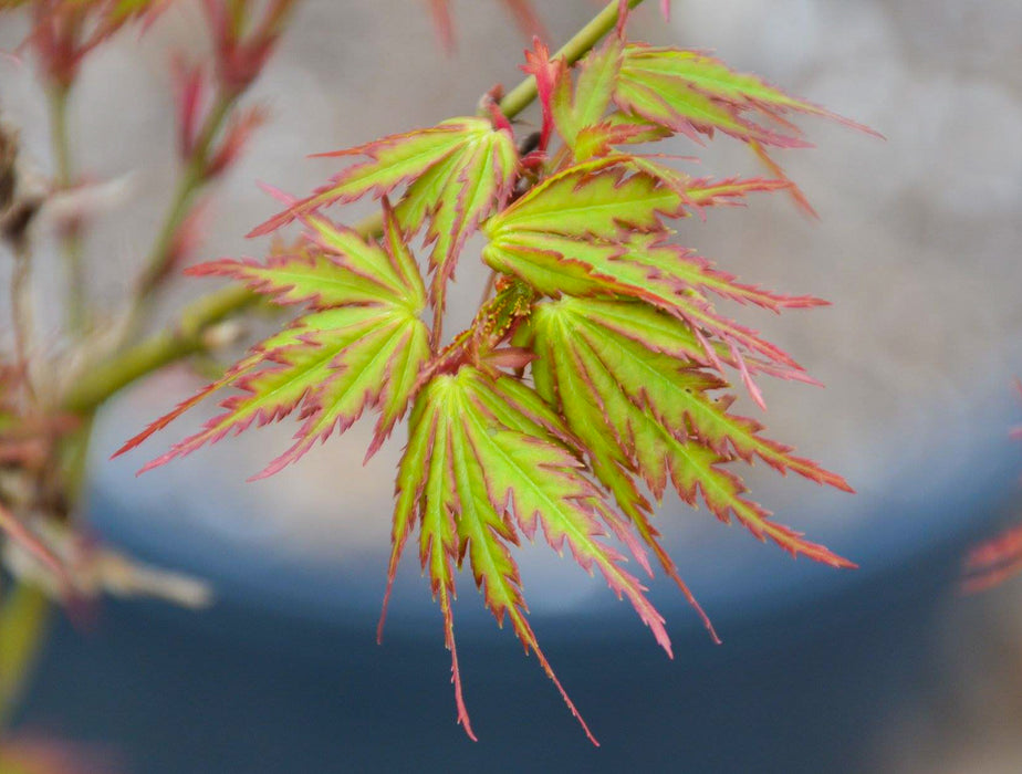 Acer palmatum 'Patsy' Japanese Maple