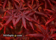 - Acer palmatum 'Peve Starfish' Japanese Maple - Mr Maple │ Buy Japanese Maple Trees