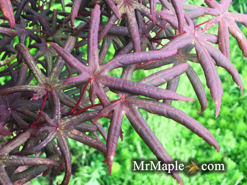 - Acer palmatum 'Peve Starfish' Japanese Maple - Mr Maple │ Buy Japanese Maple Trees