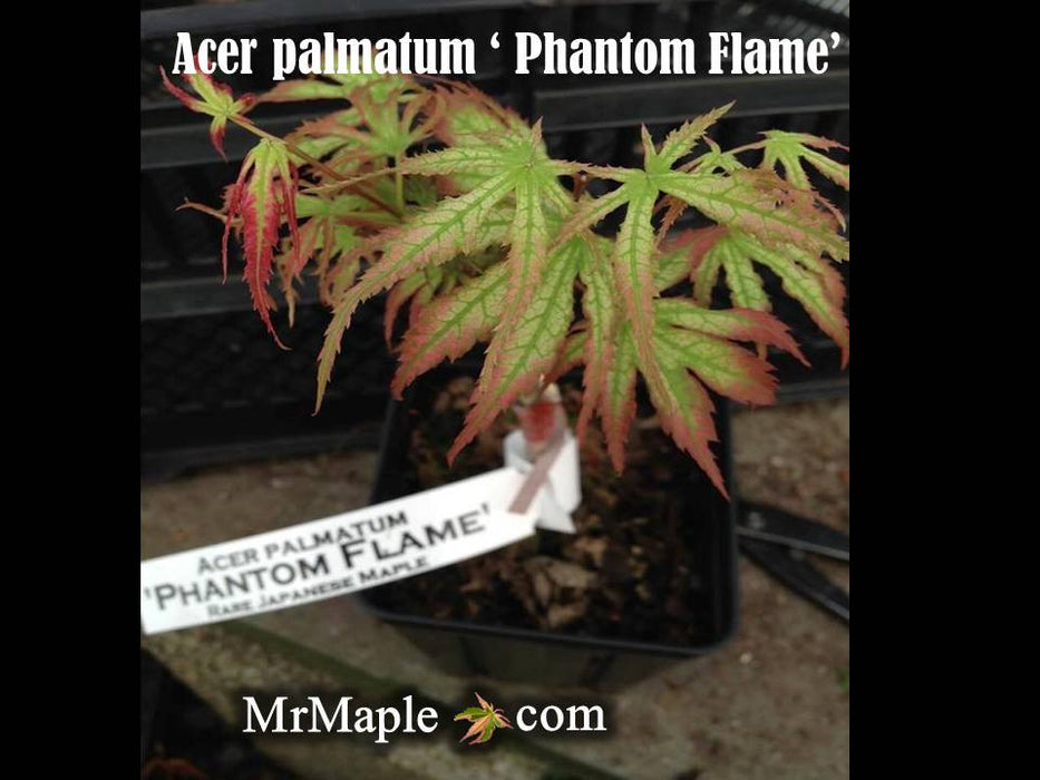 Acer palmatum 'Phantom Flame' Japanese Maple