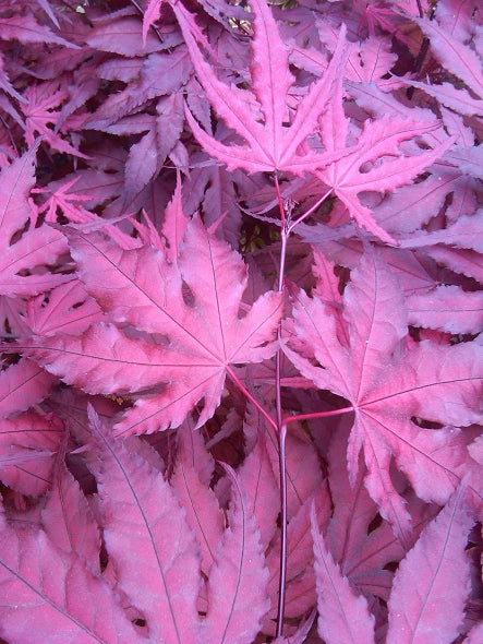 - Acer palmatum 'Purple Ghost' Japanese Maple - Mr Maple │ Buy Japanese Maple Trees