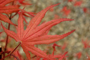 - Acer palmatum 'Purple Ghost' Japanese Maple - Mr Maple │ Buy Japanese Maple Trees