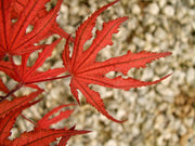 - Acer palmatum 'Purple Ghost' Japanese Maple - Mr Maple │ Buy Japanese Maple Trees