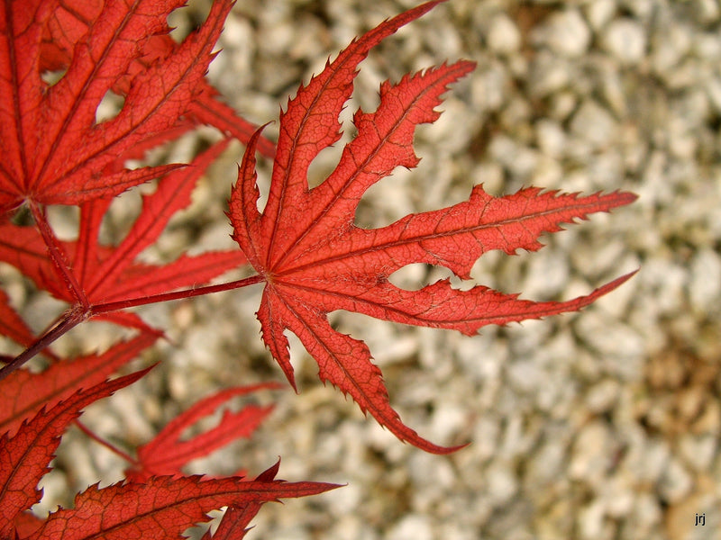- Acer palmatum 'Purple Ghost' Japanese Maple - Mr Maple │ Buy Japanese Maple Trees
