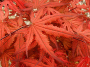 - Acer palmatum 'Purple Ghost' Japanese Maple - Mr Maple │ Buy Japanese Maple Trees