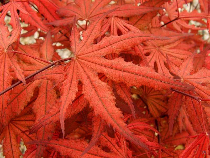 - Acer palmatum 'Purple Ghost' Japanese Maple - Mr Maple │ Buy Japanese Maple Trees