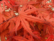 - FOR PICKUP ONLY | Acer palmatum 'Purple Ghost' Japanese Maple | DOES NOT SHIP - Mr Maple │ Buy Japanese Maple Trees
