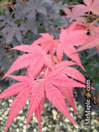 Acer palmatum 'Red Baron' Japanese Maple