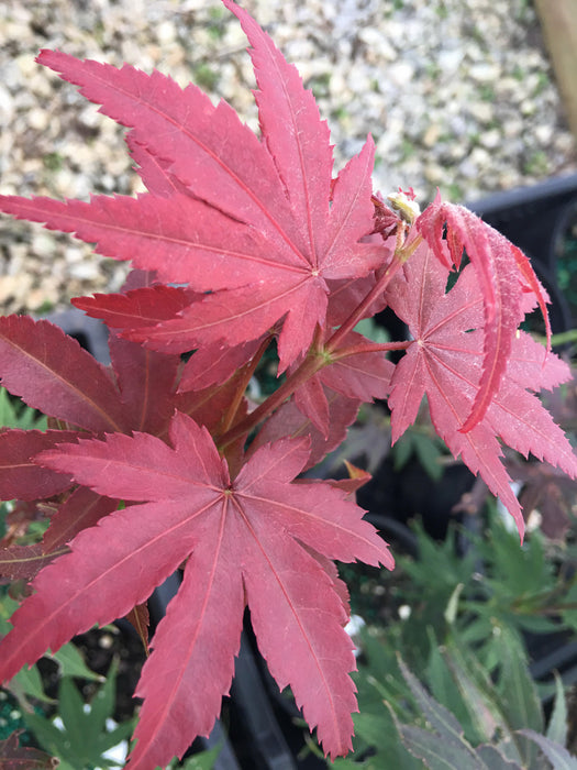 Acer palmatum 'Red Delight' Japanese Maple