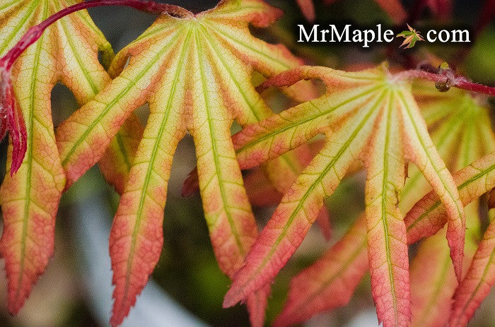 Acer palmatum 'Reticulatum Purple' Japanese Maple