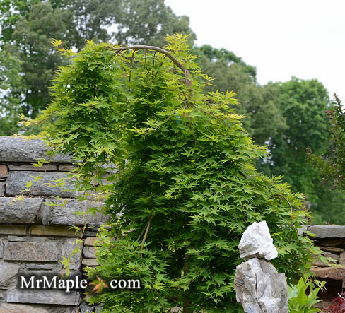- Acer palmatum 'Ryusen' Japanese Maple - Mr Maple │ Buy Japanese Maple Trees
