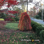 - Acer palmatum 'Ryusen' Japanese Maple - Mr Maple │ Buy Japanese Maple Trees