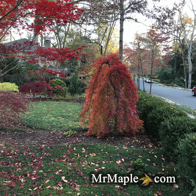 - Acer palmatum 'Ryusen' Japanese Maple - Mr Maple │ Buy Japanese Maple Trees