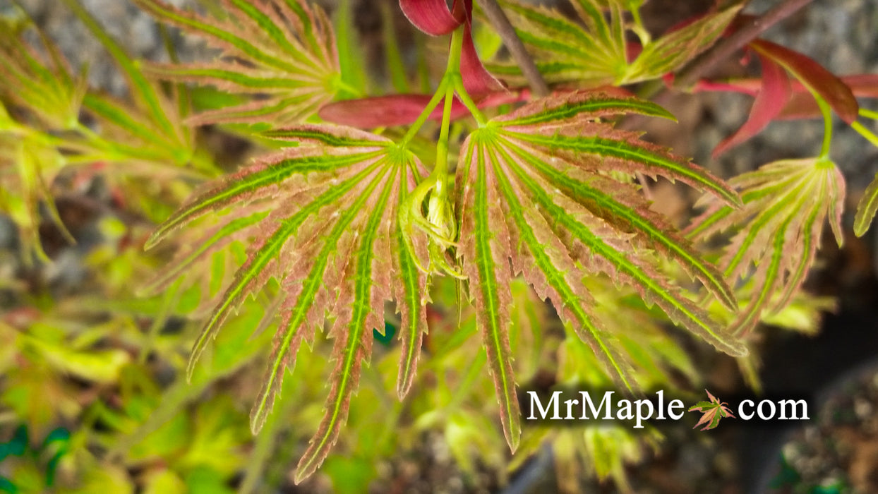 Acer palmatum 'Sabi' Japanese Maple