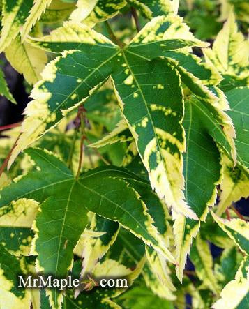 - Acer palmatum 'Sagara nishiki' Japanese Maple - Mr Maple │ Buy Japanese Maple Trees