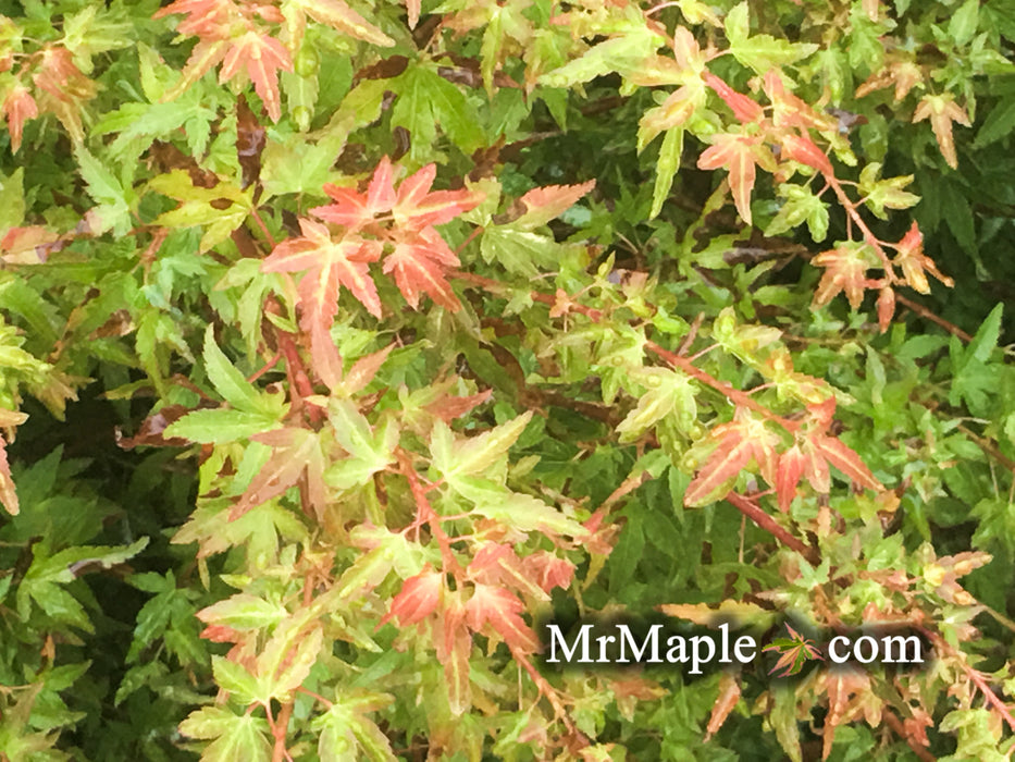 Acer palmatum 'Saiho' Dwarf Japanese Maple