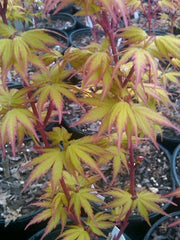 - Acer palmatum 'Sango kaku' Coral Bark Japanese Maple - Mr Maple │ Buy Japanese Maple Trees