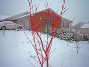 - Acer palmatum 'Sango kaku' Coral Bark Japanese Maple - Mr Maple │ Buy Japanese Maple Trees