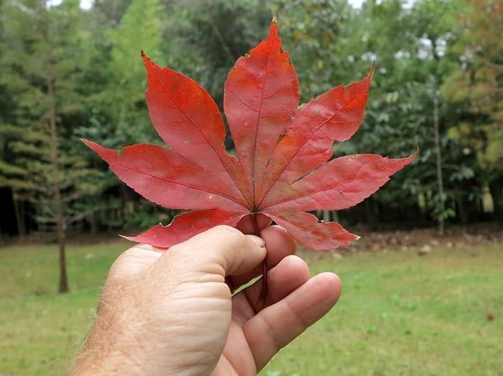 Acer palmatum 'Shazam' Large Leaf Japanese Maple