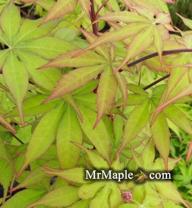 Acer palmatum 'Shine Bright' Japanese Maple