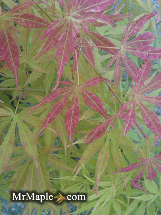 Acer palmatum 'Shiraname' Japanese Maple