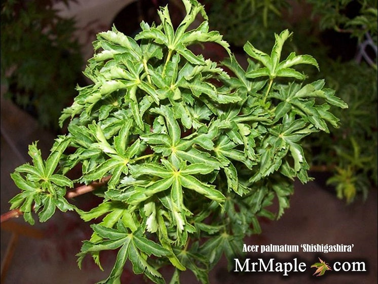 Mr Maple Acer palmatum Shishigashira Japanese Maple