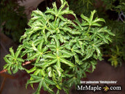 - Acer palmatum 'Shishigashira' Lion's Head Japanese Maple - Mr Maple │ Buy Japanese Maple Trees