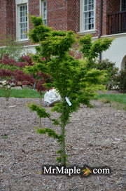 - Acer palmatum 'Shishigashira' Lion's Head Japanese Maple - Mr Maple │ Buy Japanese Maple Trees