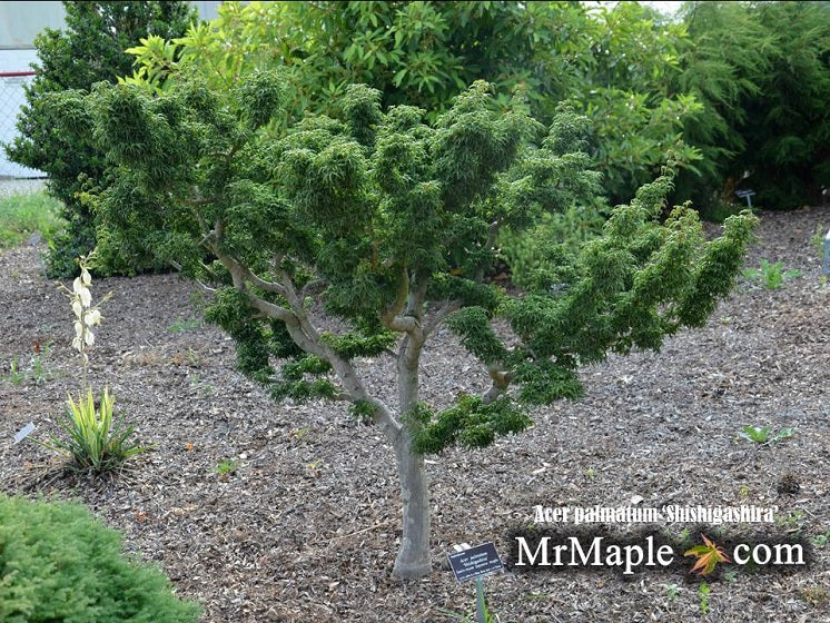 - Acer palmatum 'Shishigashira' Lion's Head Japanese Maple - Mr Maple │ Buy Japanese Maple Trees