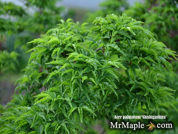 - Acer palmatum 'Shishigashira' Lion's Head Japanese Maple - Mr Maple │ Buy Japanese Maple Trees