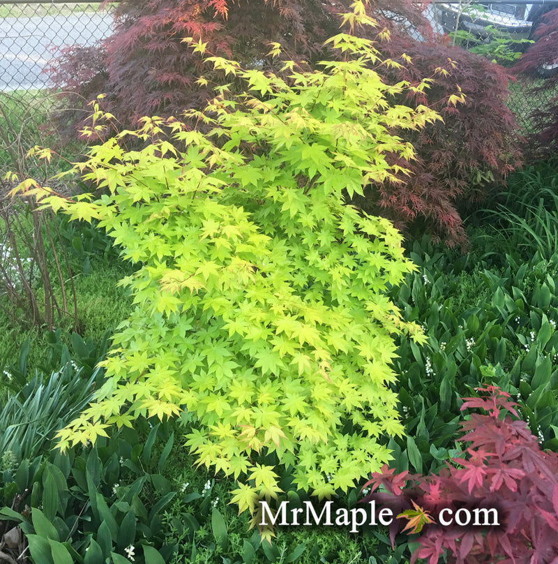 - Acer palmatum 'Summer Gold' Japanese Maple - Mr Maple │ Buy Japanese Maple Trees
