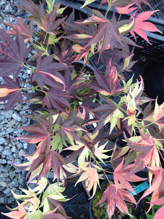 Acer palmatum 'Taimen nishiki' Japanese Maple