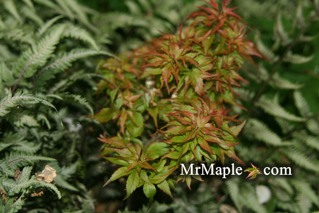 Acer palmatum 'Tsukumo' Miniature Japanese Maple