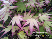 - Acer palmatum 'Tsuma gaki' Japanese Maple - Mr Maple │ Buy Japanese Maple Trees