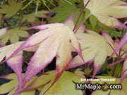 - Acer palmatum 'Tsuma gaki' Japanese Maple - Mr Maple │ Buy Japanese Maple Trees