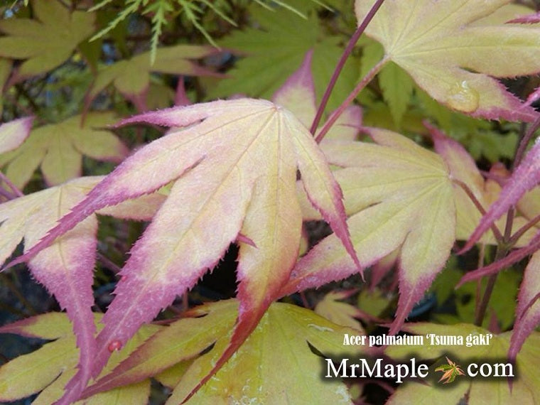 - Acer palmatum 'Tsuma gaki' Japanese Maple - Mr Maple │ Buy Japanese Maple Trees