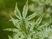 - Acer palmatum 'Ukigumo' Floating Clouds Japanese Maple - Mr Maple │ Buy Japanese Maple Trees